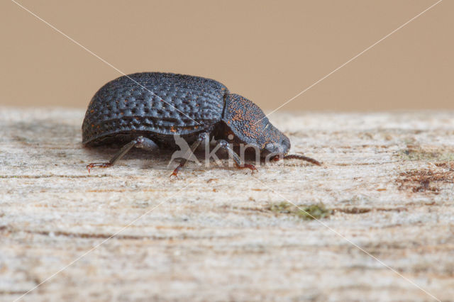 Bolitophagus reticulatus