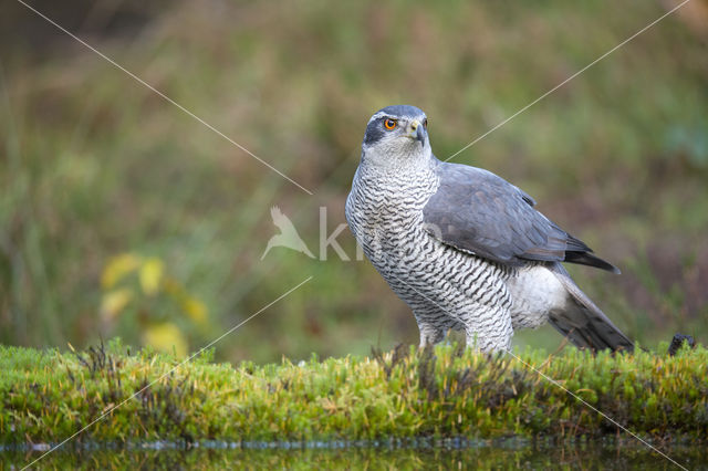 Havik (Accipiter gentilis)