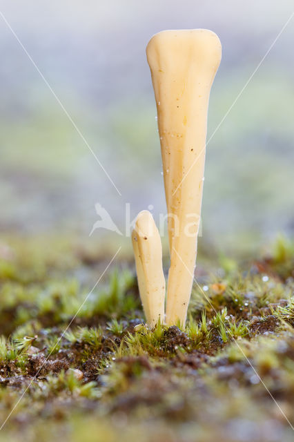 Heideknotszwam (Clavaria argillacea)