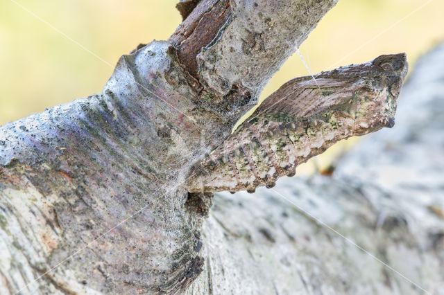 Koninginnepage (Papilio machaon)