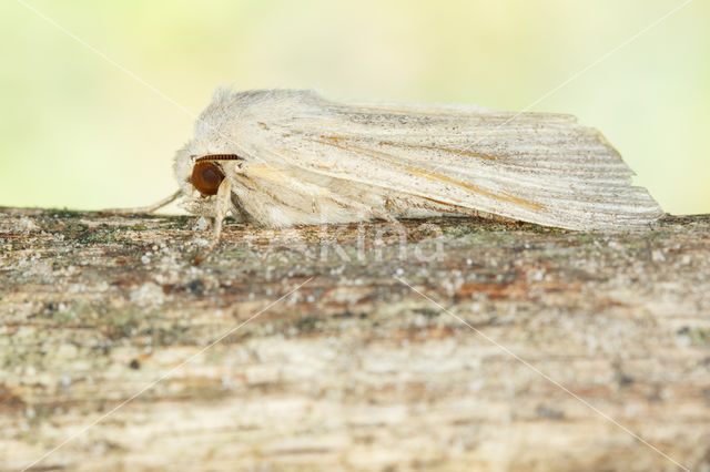 Large Wainscot (Rhizedra lutosa)