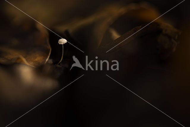 Marasmius epiphyllus