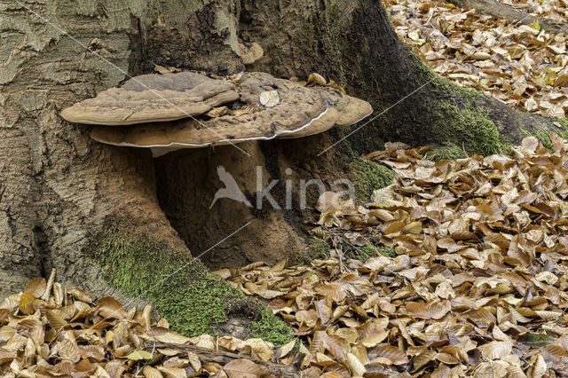 Artist's Conk (Ganoderma lipsiense)