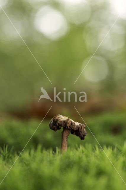 Amethyst Deceiver (Laccaria amethystina)