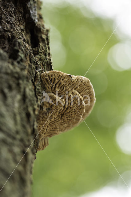 Oak Mazegill (Daedalea quercina)