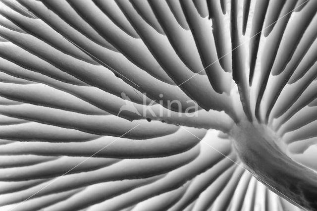 Porcelain fungus (Oudemansiella mucida)