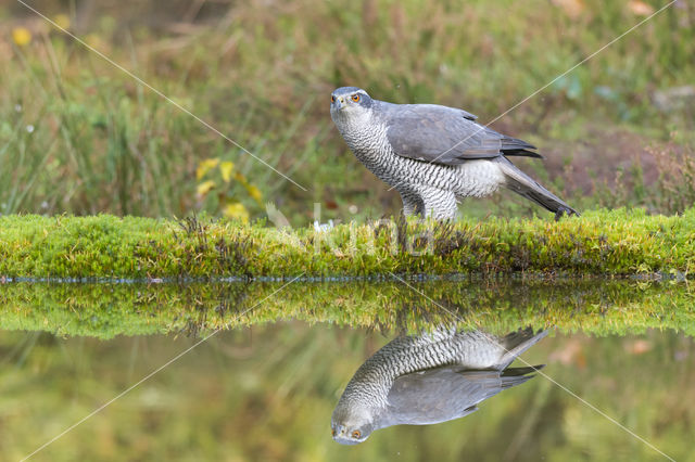 Havik (Accipiter gentilis)