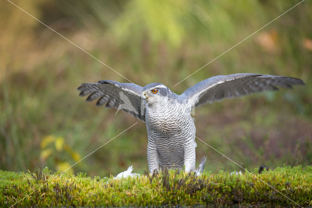 Havik (Accipiter gentilis)