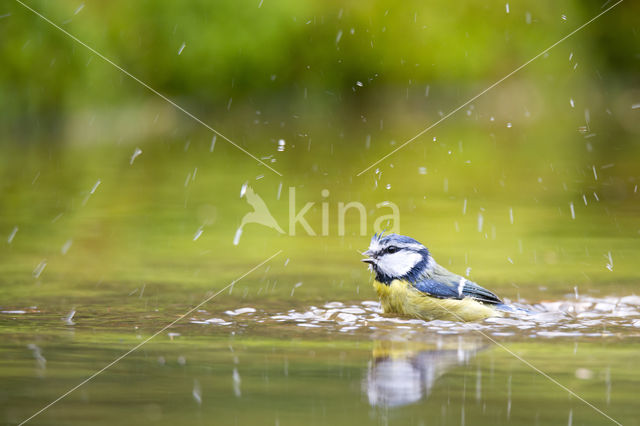 Blue Tit (Parus caeruleus)