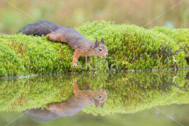 Red Squirrel (Sciurus vulgaris)