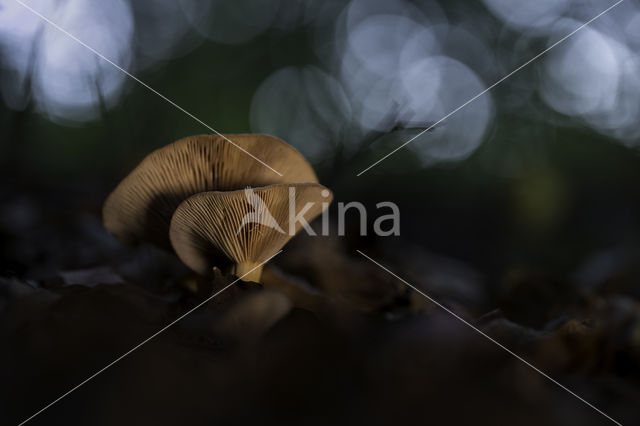 Milkcap (Lactarius spec.)