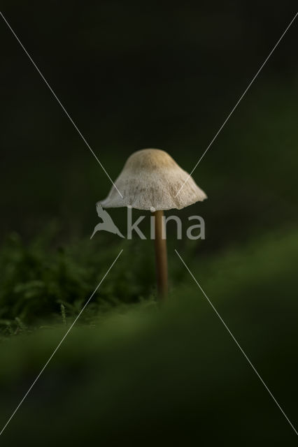 Brittlestem (Psathyrella spec.)