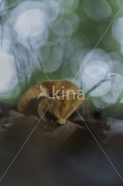 Milkcap (Lactarius spec.)