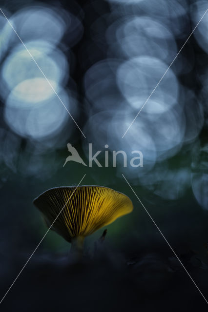 Milkcap (Lactarius spec.)