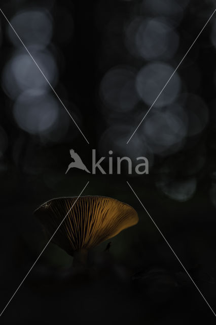 Milkcap (Lactarius spec.)