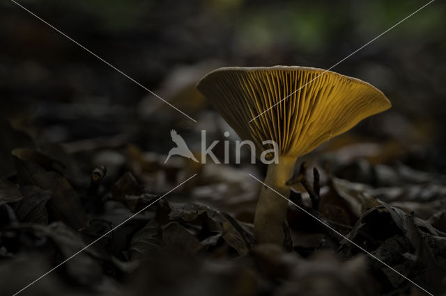 Milkcap (Lactarius spec.)