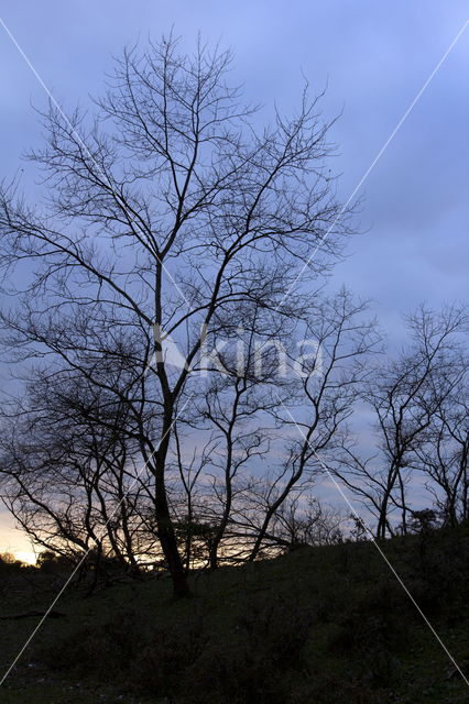 Amsterdamse waterleidingduinen