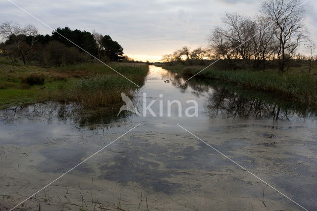 Amsterdamse waterleidingduinen