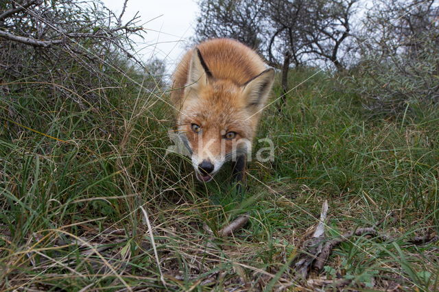 Fox (Vulpes vulpes)