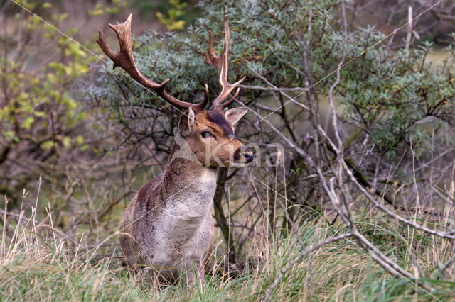 Fallow Deer (Dama dama)