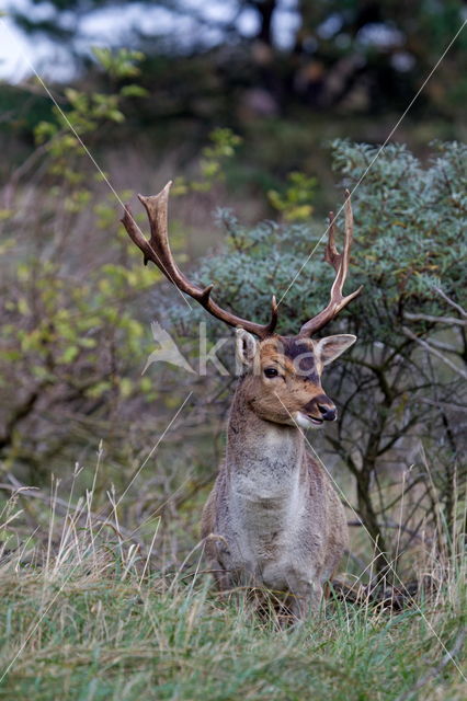 Fallow Deer (Dama dama)