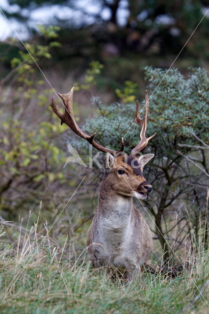 Fallow Deer (Dama dama)