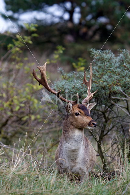 Fallow Deer (Dama dama)