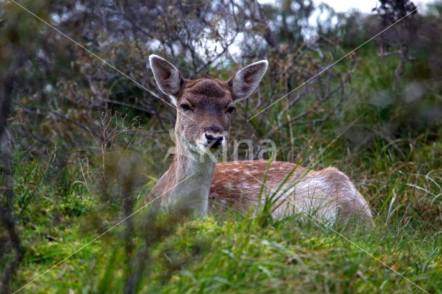 Fallow Deer (Dama dama)