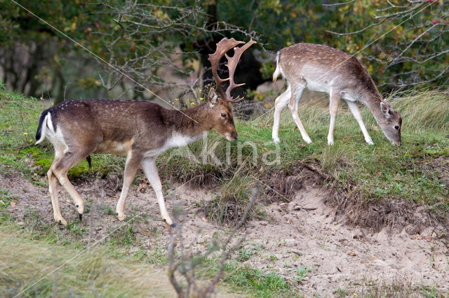 Fallow Deer (Dama dama)