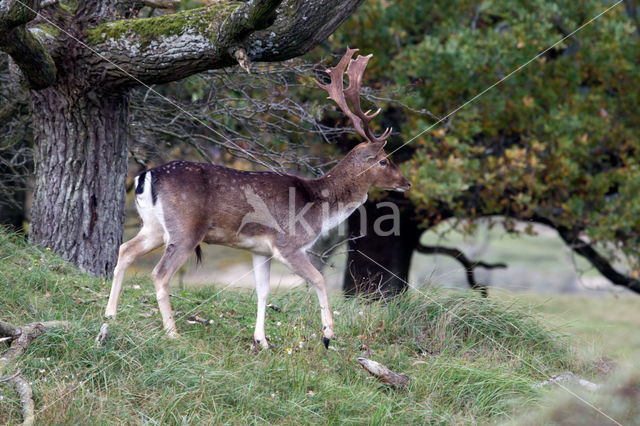 Fallow Deer (Dama dama)