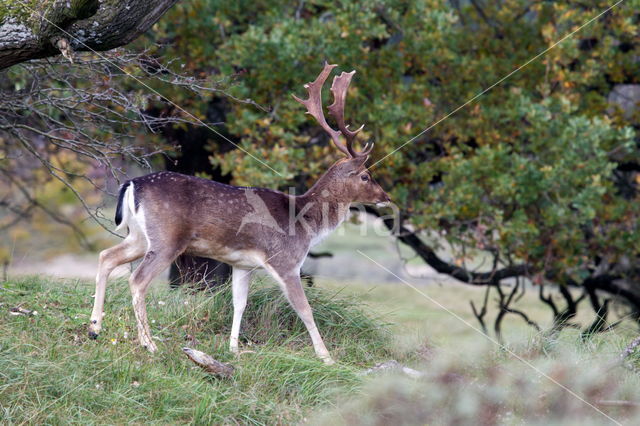 Fallow Deer (Dama dama)