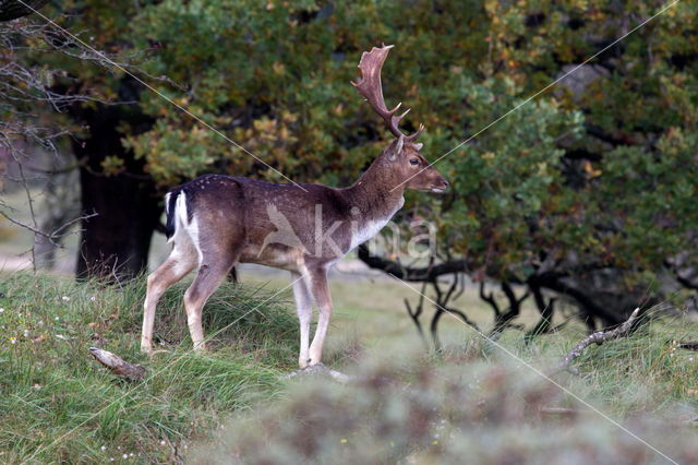 Fallow Deer (Dama dama)