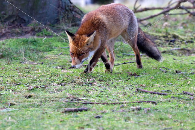 Fox (Vulpes vulpes)