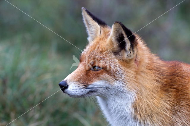 Fox (Vulpes vulpes)