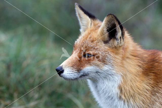 Fox (Vulpes vulpes)