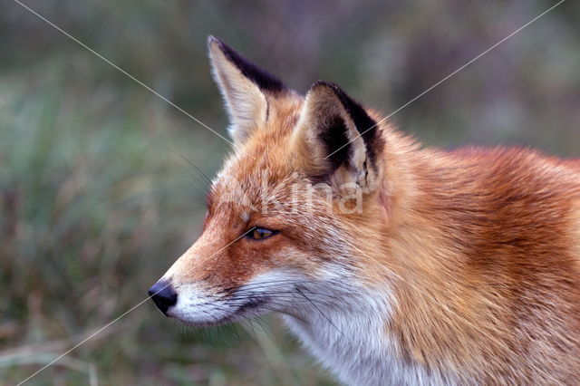 Vos (Vulpes vulpes)