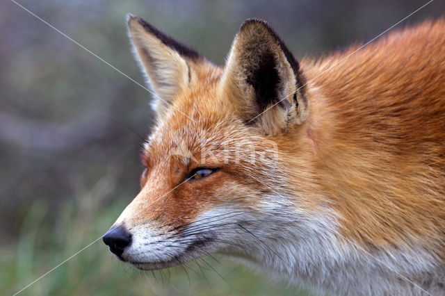 Vos (Vulpes vulpes)