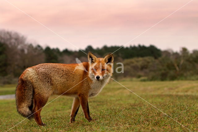 Amsterdamse waterleidingduinen