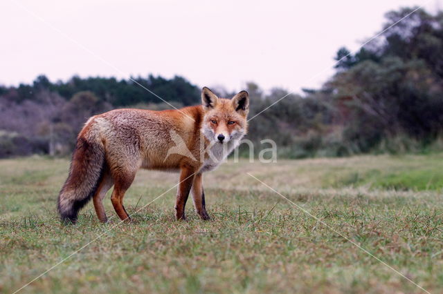 Amsterdamse waterleidingduinen