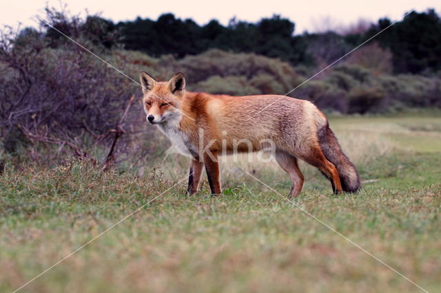 Amsterdamse waterleidingduinen