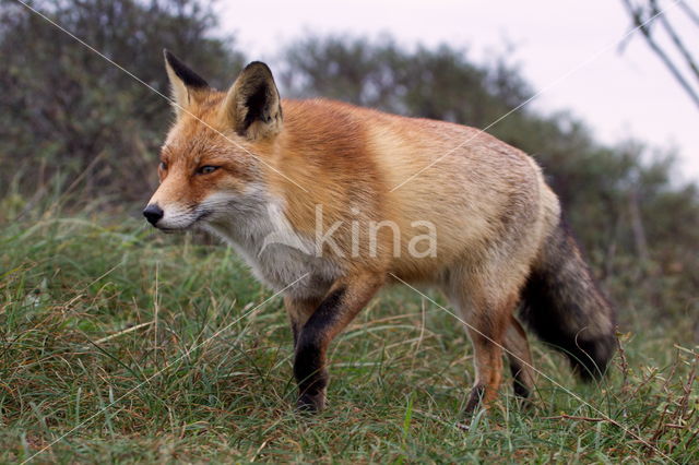 Amsterdamse waterleidingduinen