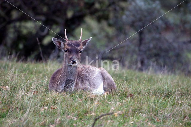 Fallow Deer (Dama dama)