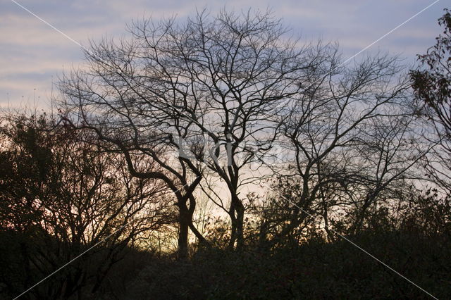 Amsterdamse waterleidingduinen