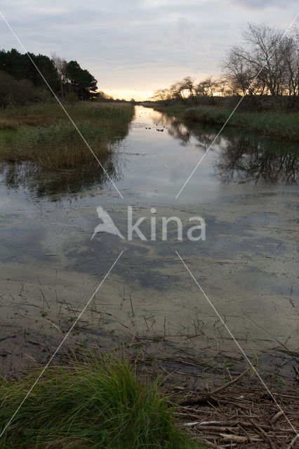 Amsterdamse waterleidingduinen