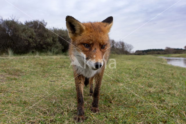 Fox (Vulpes vulpes)