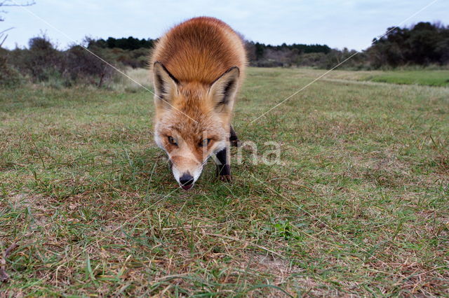 Fox (Vulpes vulpes)