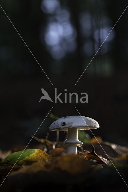 false death cap (Amanita citrina var. alba)