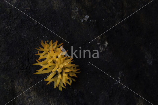 Calocera cornea