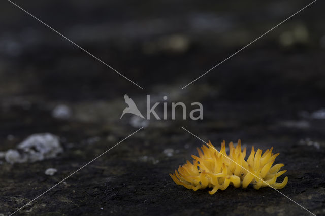 Geel hoorntje (Calocera cornea)