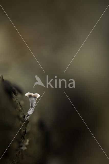 Candle Snuff Fungus (Xylaria hypoxylon)